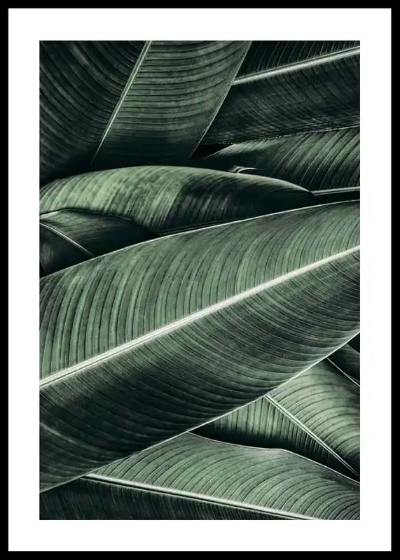 Kracherpreis Banana Leaves No2 Poster
