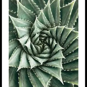 Direkt Vom Hersteller Agave Close Up No2 Poster