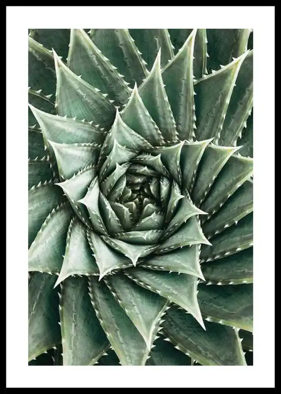 Direkt Vom Hersteller Agave Close Up No2 Poster