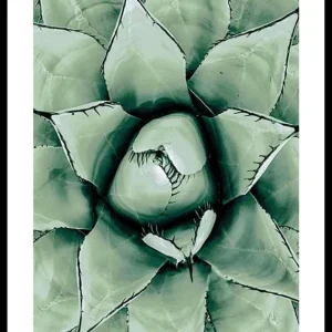 Agave Close Up No1 Poster Begrenztes Angebot