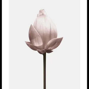 Lotus Flower Poster Mega-Angebot