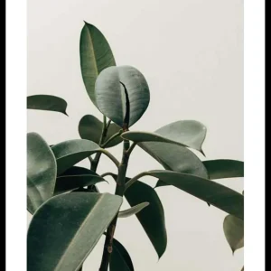 Jetzt Bestellen Rubber Plant Poster