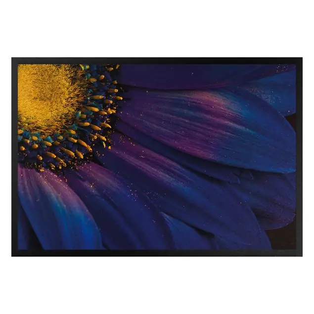 Sonderangebot Blaue Gerberablüte