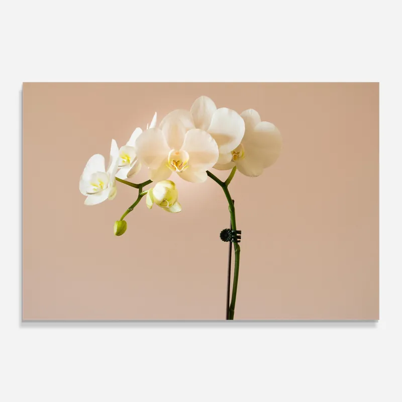Aktuell Glasbild Cream Orchid On Pink