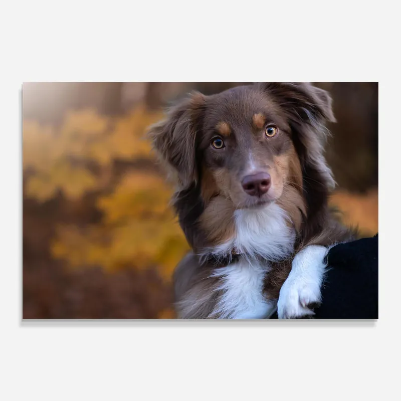 Aktuell Glasbild Coffee Brown Dog