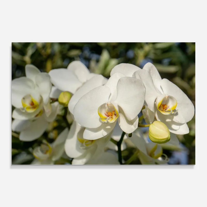 Glasbild Big Orchids In Nature Jetzt Bestellen