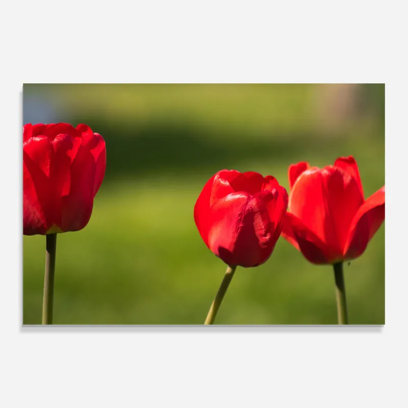 Glasbild 3 Red Tulips Echt