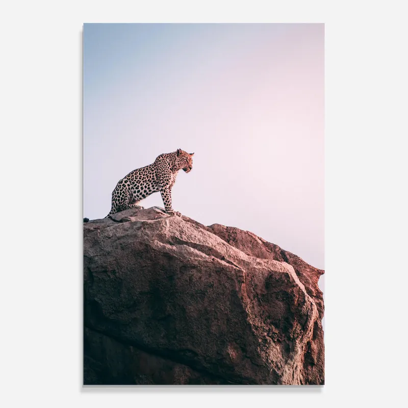Glasbild Mountain Leopard Billig