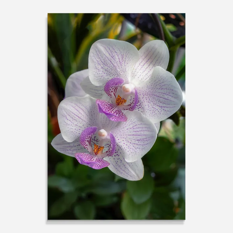 Kostenfreie Lieferung Glasbild White Orchids