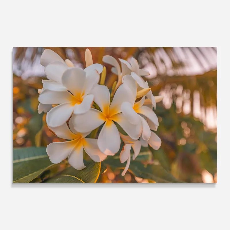Nur Für Kurze Zeit Glasbild White Plumeria