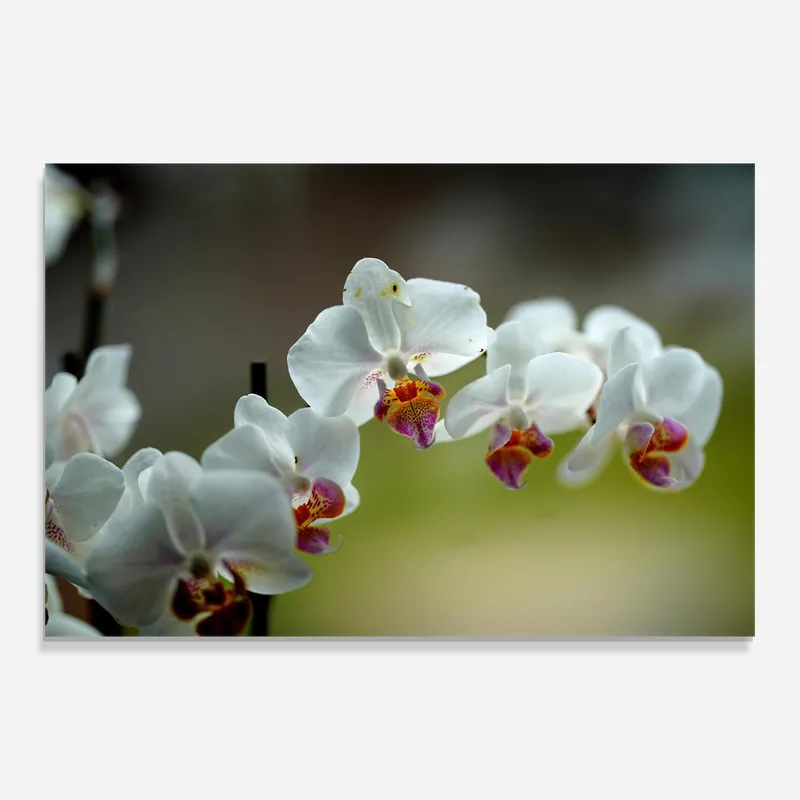 Aktuell Glasbild Pretty Orchid In Nature