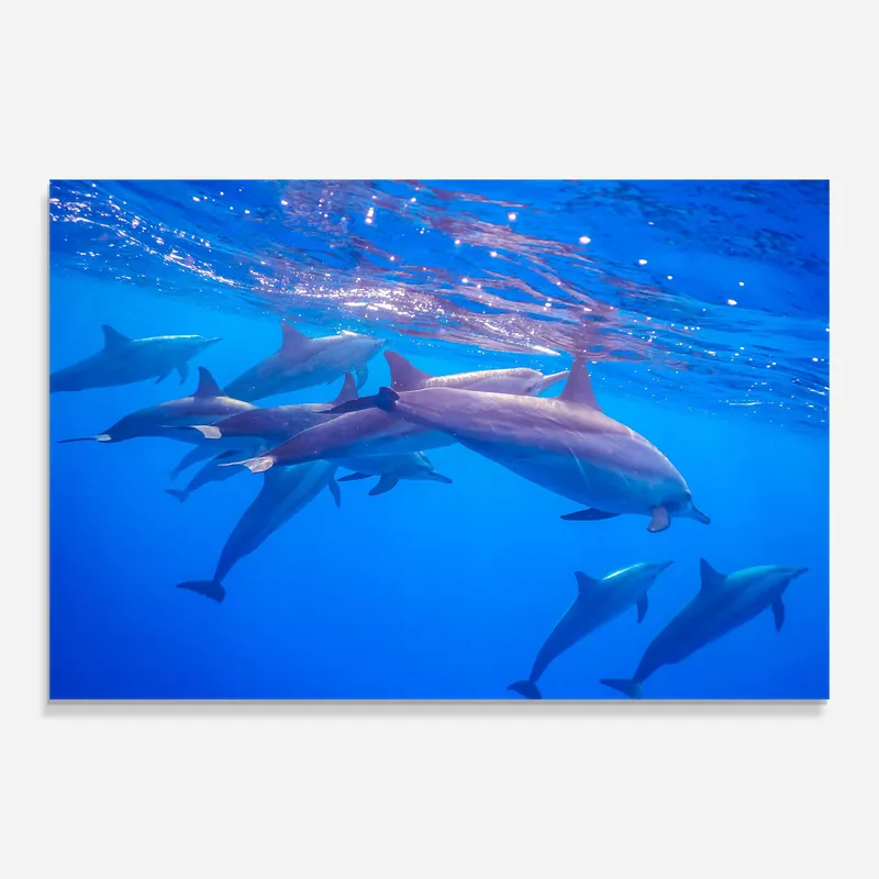 Direkt Vom Hersteller Glasbild Dolphin Family