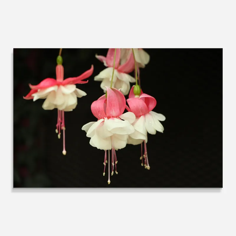 Kostenloser Rückversand Glasbild Amazing Exotic Plant