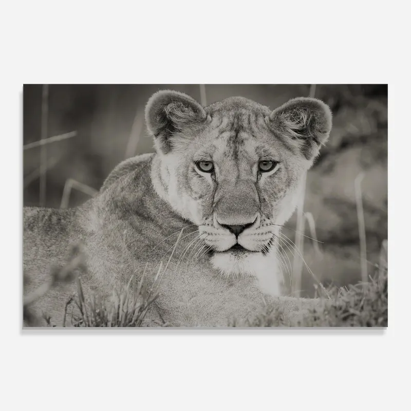 Meistverkauft Glasbild Grey Female Lion Looking