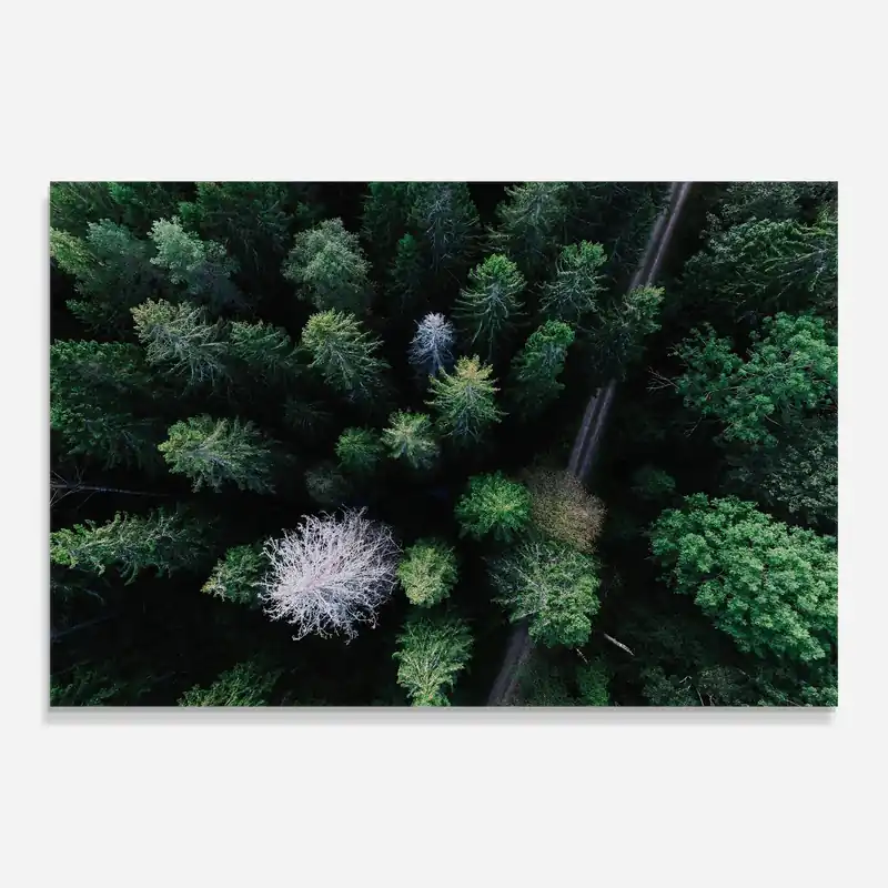 Glasbild Green Trees Road Sonderangebot