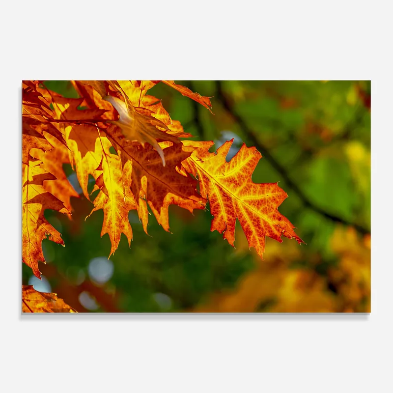 Glasbild Orange Yellow Leaves Beliebt