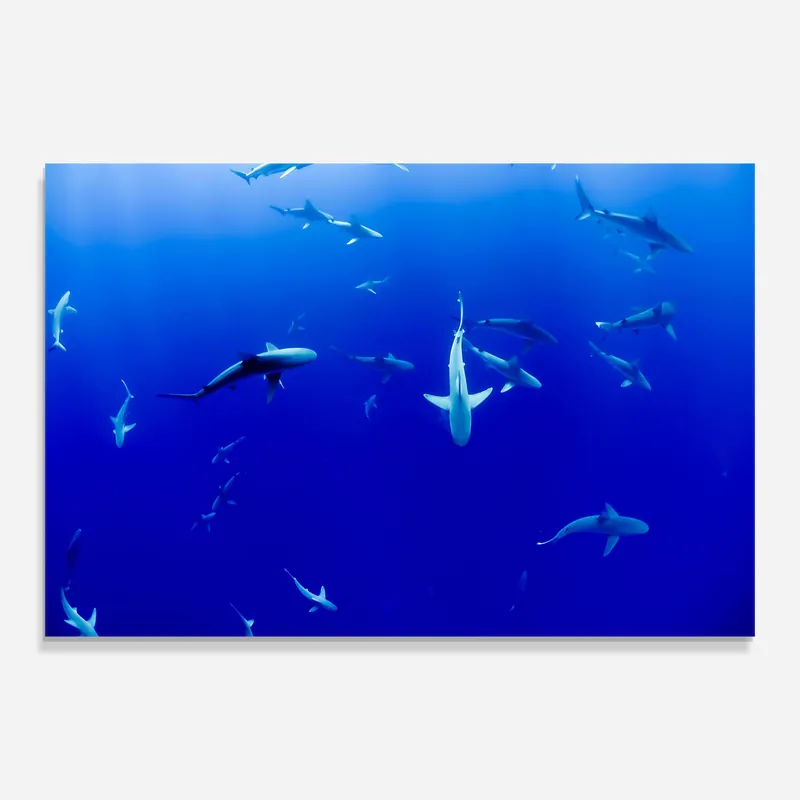 Echt Glasbild Baby Sharks