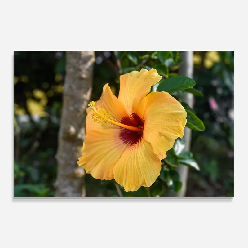 Glasbild Yellow Hibiscus Sonderangebot
