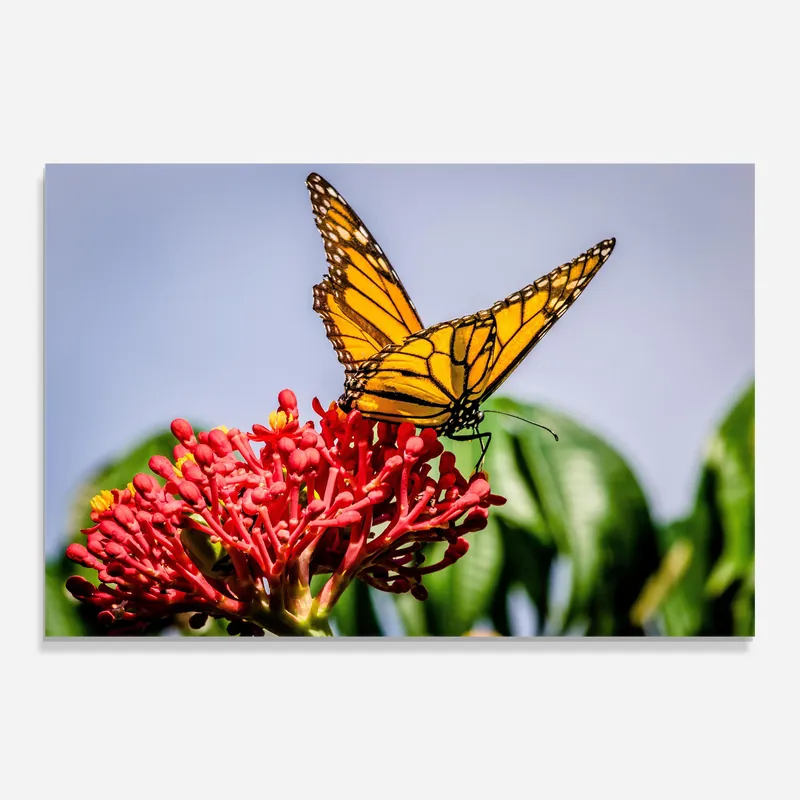 Echt Glasbild Butterfly On Red Flower