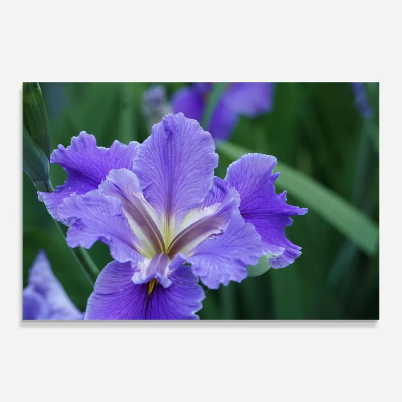 Neue Ware Glasbild Wild Iris