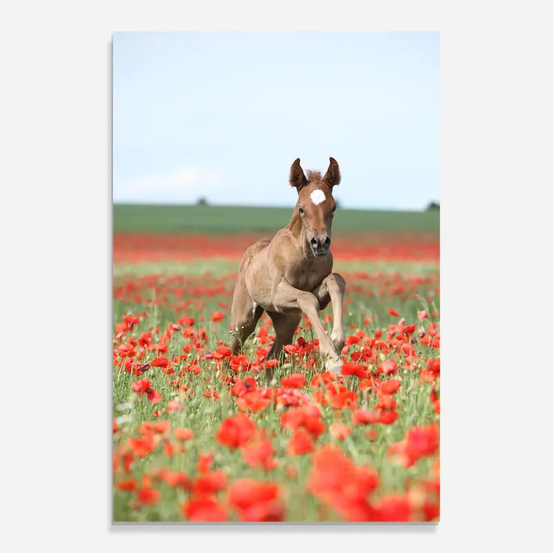 Glasbild Red Flowers Horse Top-Angebot