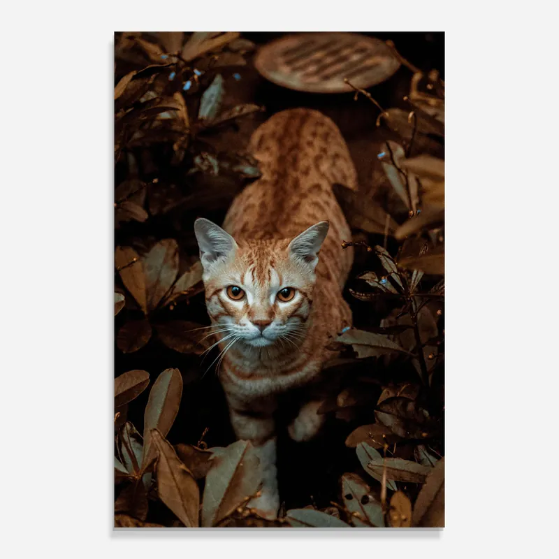 Abverkauf Glasbild Autumn Orange Cat