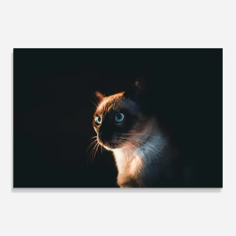 Super-Preis Glasbild Blue Eyes Cat In Dark