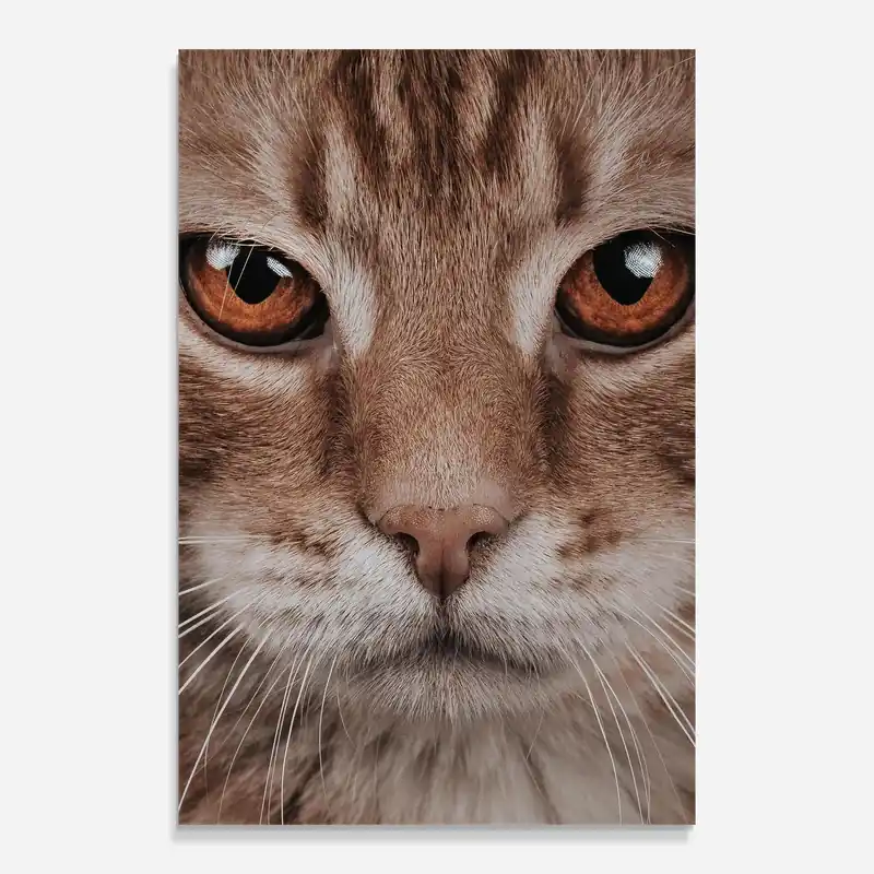 Zertifiziert Glasbild Fire Eyes Cat