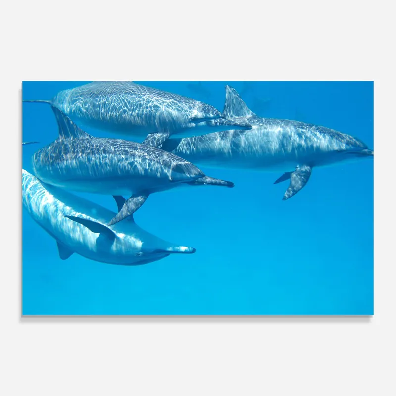 Glasbild Family Of Dolphins Rabatt