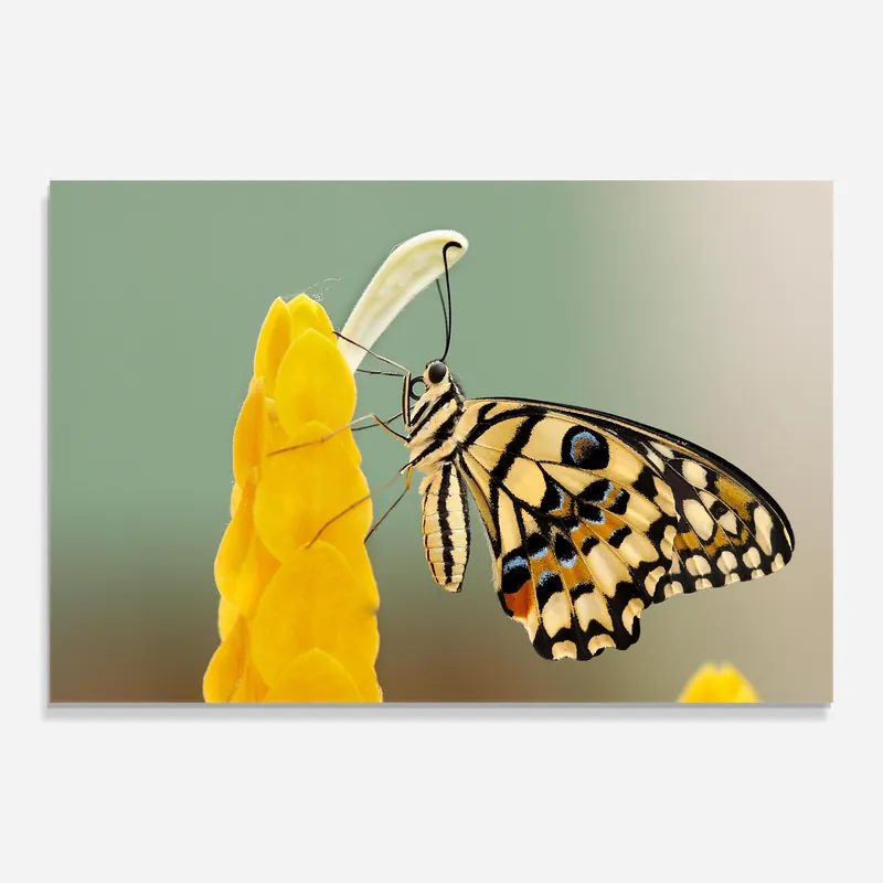 Wochenendangebot Glasbild Cream Yellow Butterfly