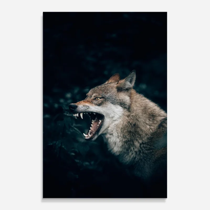 Preisreduziert Glasbild Angry Wolf In The Forest