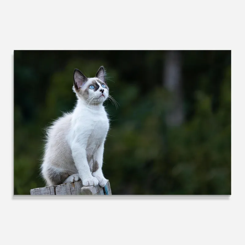 Aktuell Glasbild Grey Cat In Nature