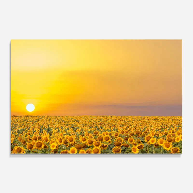 Abverkauf Glasbild Sunflower Field Sunset