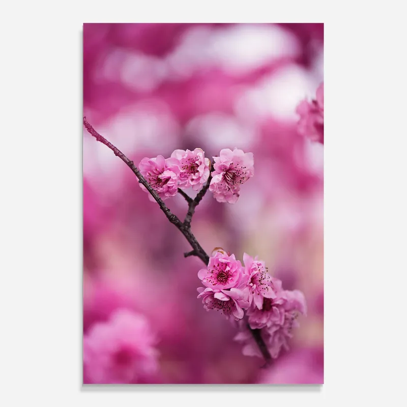 Glasbild Pink Flower Tree Direkt Vom Hersteller