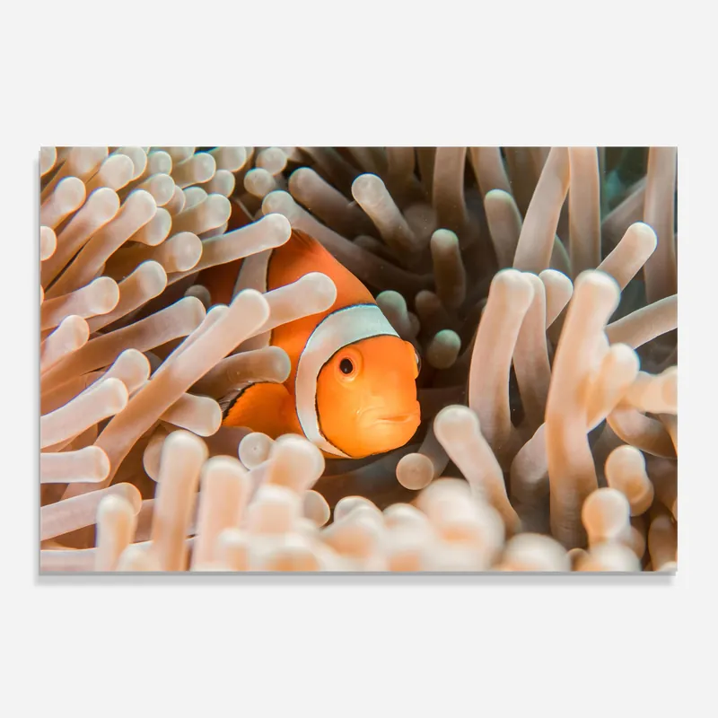 Zertifiziert Glasbild Cute Nemo