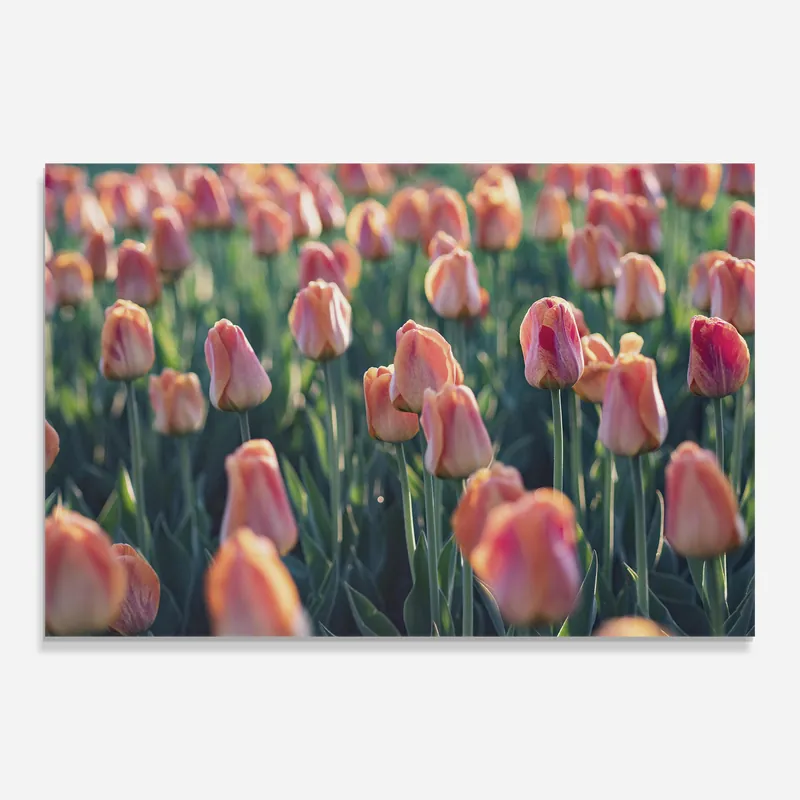 Glasbild Wild Pink Tulips Ausverkauf