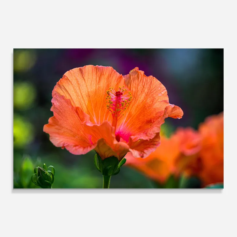 Sichere Zahlung Glasbild Orange Wild Flower