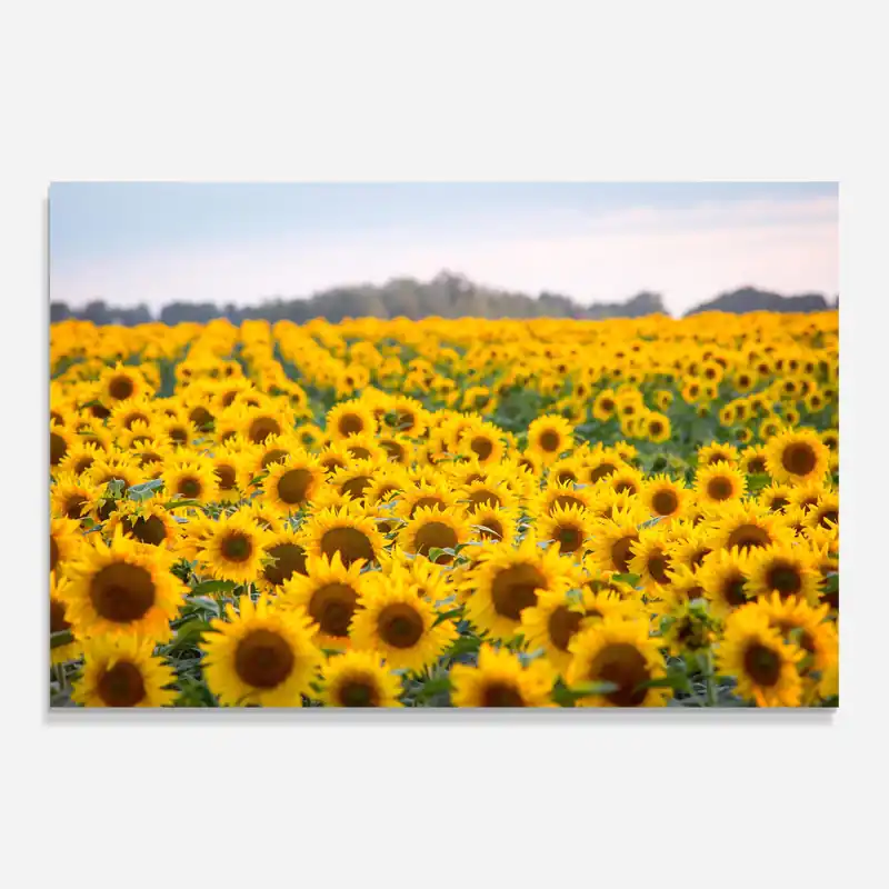 Glasbild Blooming Sunflowers Knallerangebot