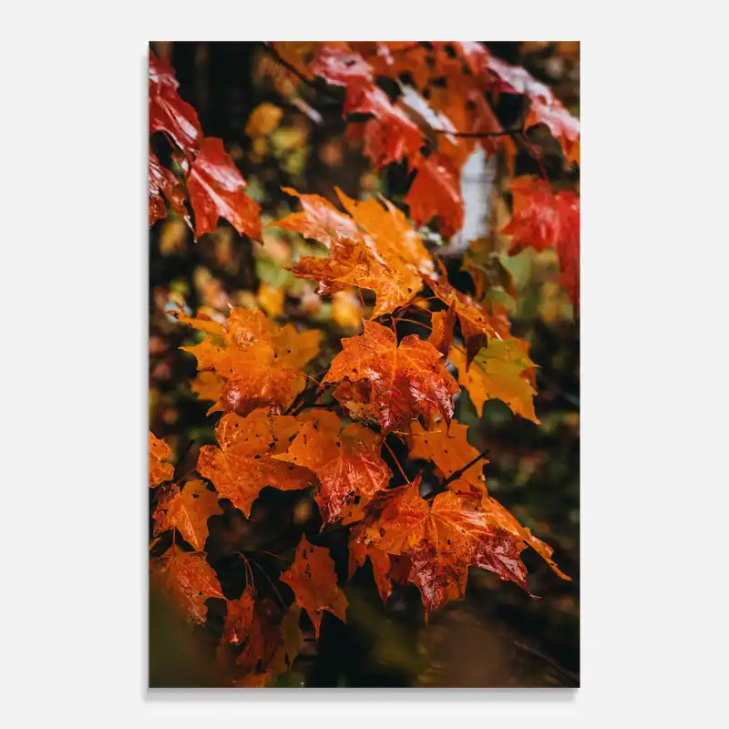 Garantierte Lieferung Glasbild Orange Autumn Leaves