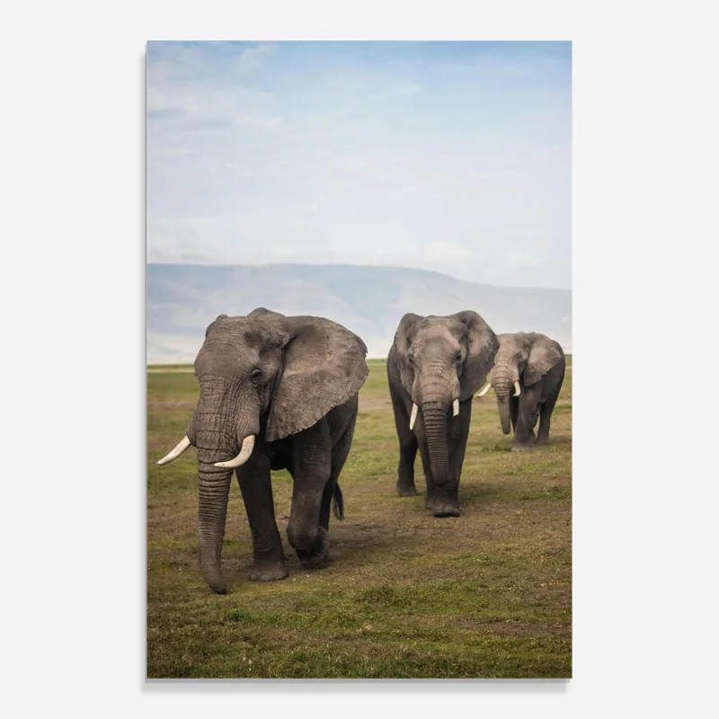 Wochenendangebot Glasbild Elephant Landscape