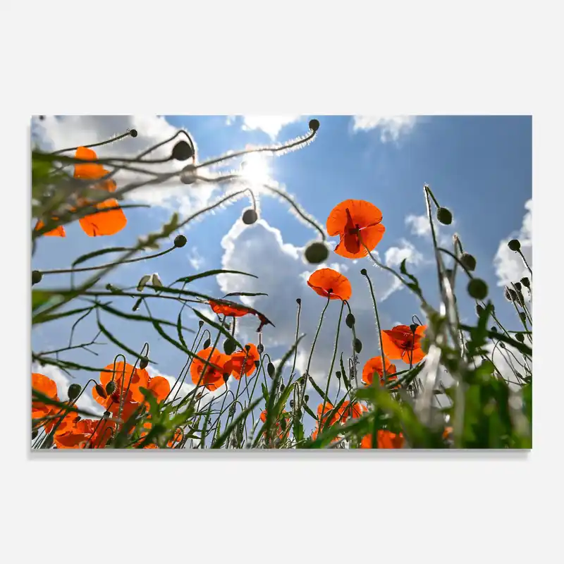 Ausverkauf Glasbild Wild Poppy Daylight