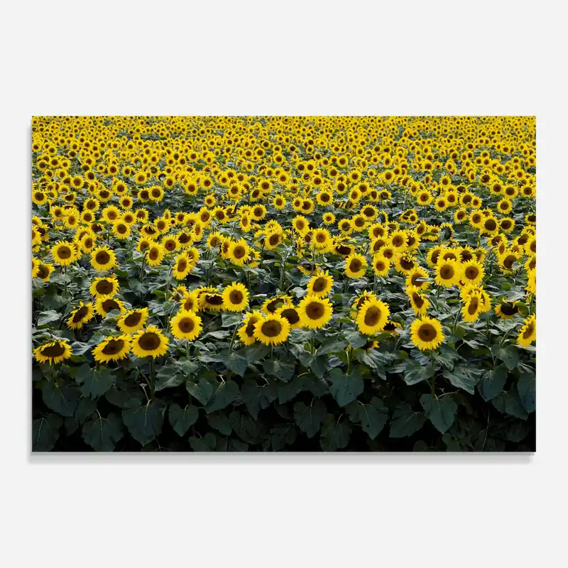 Neu Im Sortiment Glasbild Yellow Sunflower Field
