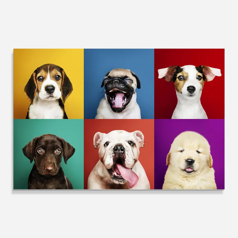 Glasbild Adorable Puppies Mix Bestseller