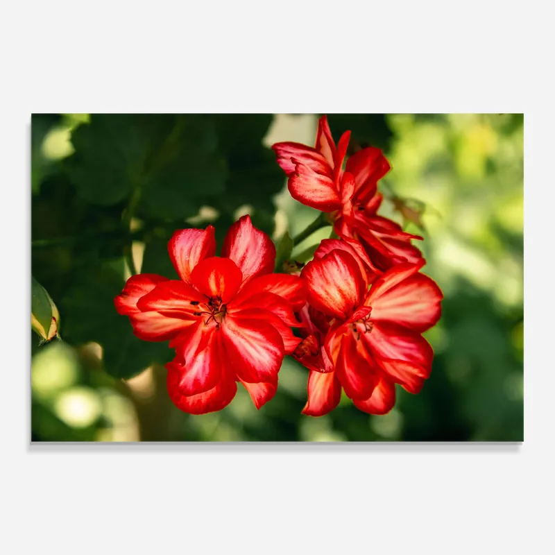 Glasbild Red Strawberry Flower Echt