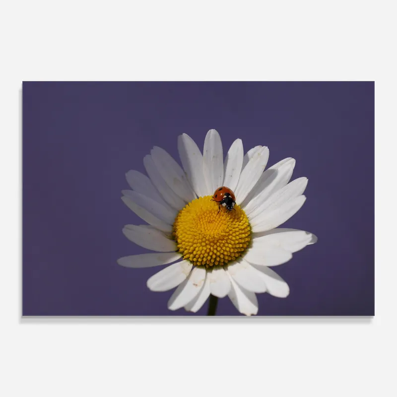 Glasbild Small Ladybug On Daisy Wochenendangebot