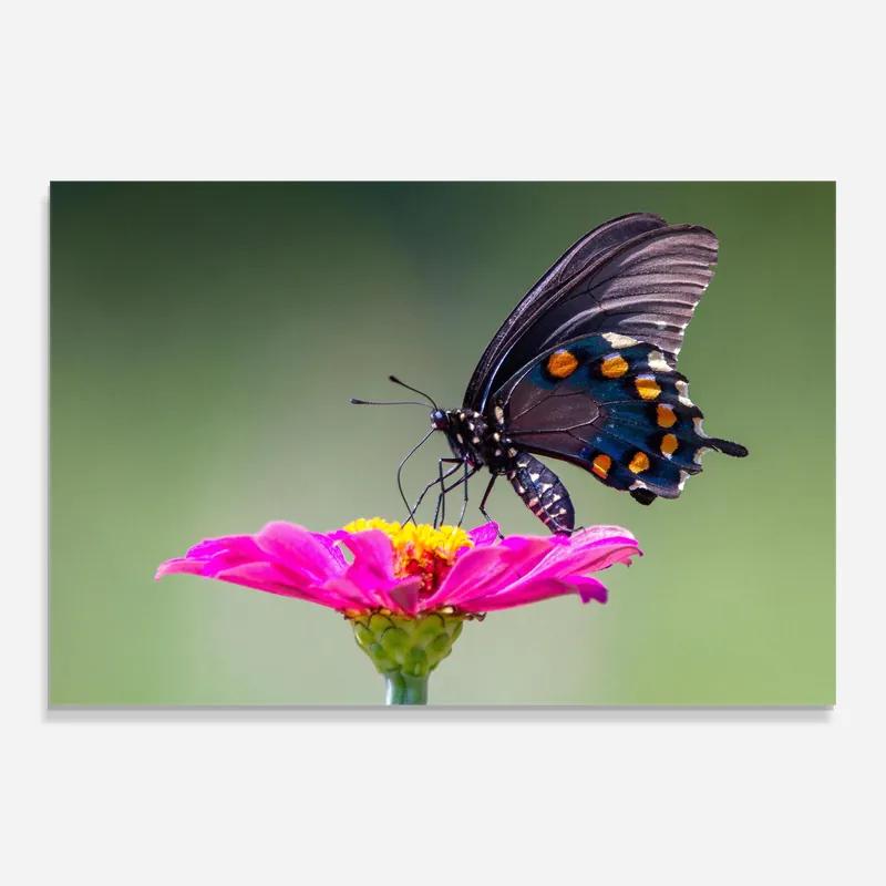 Glasbild Pink Flower Wild Letzte Chance