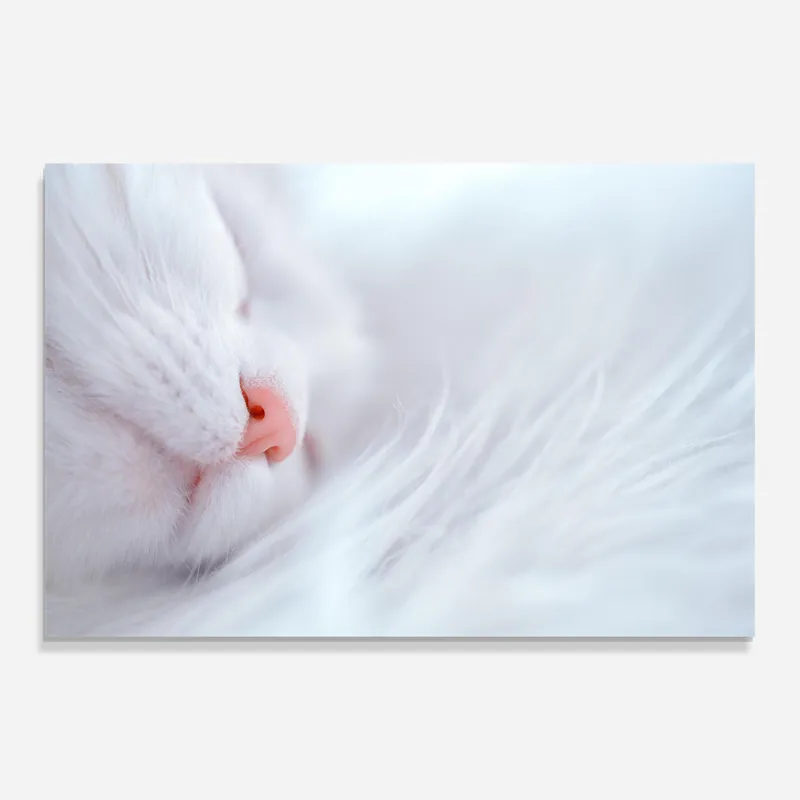 Zertifiziert Glasbild Dreamy White Cat