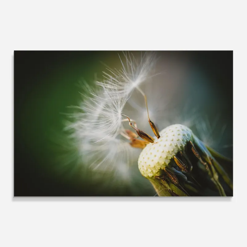 Glasbild Wild Windy Flower Preiswert