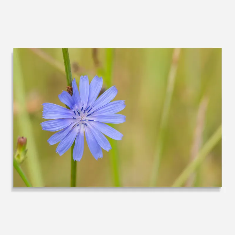 Letzte Chance Glasbild Wild Purple Blue