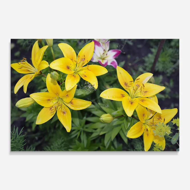 Glasbild Yellow Flowers Direktkauf